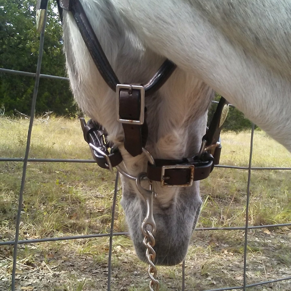 Horse Showmanship Halter with Chain Lead